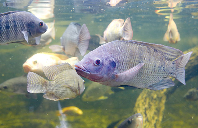 Kaki dan tangan terpaksa dipotong selepas makan ikan Tilapia