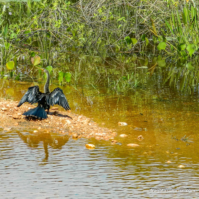 Biguá, ave típica do Pantanal do Mato Grosso