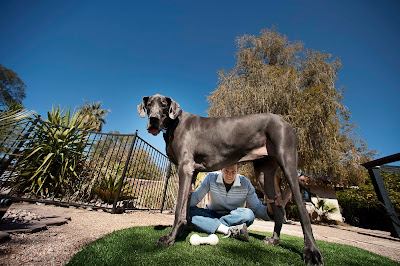 Giant_George_The_Tallest_Largest_dog_Tucson