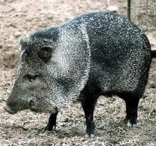 Peccary Facts, Amazing Animals , Peccary Amazing Fact