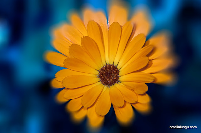 orange flower