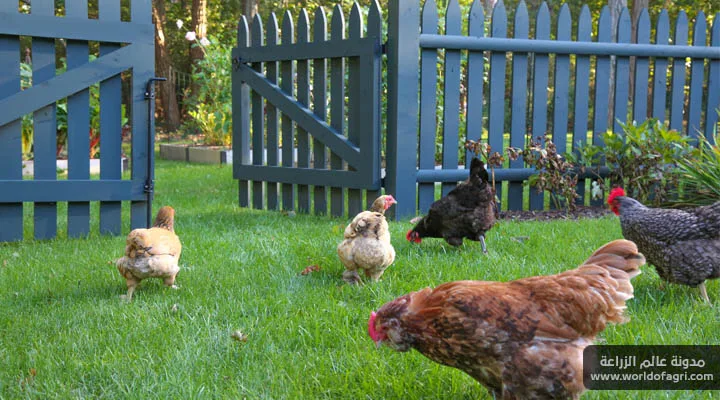 نباتات الحدائق والدجاج - كيفية حماية النباتات من الدجاج - عالم الزراعة