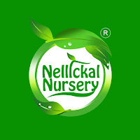 Nellickal nursery® is an Agricultural best plant nursery enterprise established in 1999 on December 01 on the steps of Veliyancode Schoolpadi in Ponnani Taluk, Malappuram District Kerala India. Plant Nursery Founder Environmentalist Anish nellickal® provides the No:1 service. Fruit Garden setting, Butterfly Gardening and Butterflies Larval Host plants and Nectar plants sale, Rejuvenation Therapy in Trees (Rejuvenation Technology in Trees), Pruning and Hard Pruning services in fruit pants, Tree Transplantation (Tree Relocation / Tree Burlapping services / Tree Shifting Technology / Tree Moving method   / Trees Translocation), Miyawaki Foresting (Crowd foresting), Man-made Foresting, Landscaping Gardening, Lawn Grass setting and Lawn Mowing Maintenance Service, Indoor Gardening, Medicinal Gardening, Bonsai Making, Water Bonsai, Bonsai Training, Vertical Gardening, Kokedama Gardening, Birth Star plant setting, Zodiac tree set, Vegetative Plant propagation training, Agriculture consultancy, top Plant nursery set, Nursery management, service in all over Kerala and some another state. Nellickal nursery® plant nursery Thiruvananthapuram, Pathanamthitta, Kollam, Alappuzha, Idukki, Kottayam, Ernakulam, Thrissur, Palakkad, Malappuram, Kozhikode, Kannur, Wayanad, Kasaragod on services provided. Two Nature clubs are operating on this nursery campus. “Plant Village Charitable Society” (Reg.No: MPM/CA/765/2017), “Plant Aqua and Fish Conservation of India” (Reg.No: MPM/CA/416/2016).