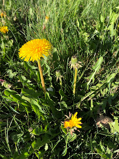 Taraxacum officinale