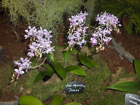 Phalaenopsis equetris, orchidea specie botanica, gruppo in fioritura