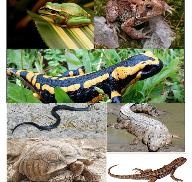 Animals that come under herpetology