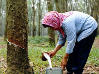 Panduan Teknis Budidaya Karet dengan Produk Organik