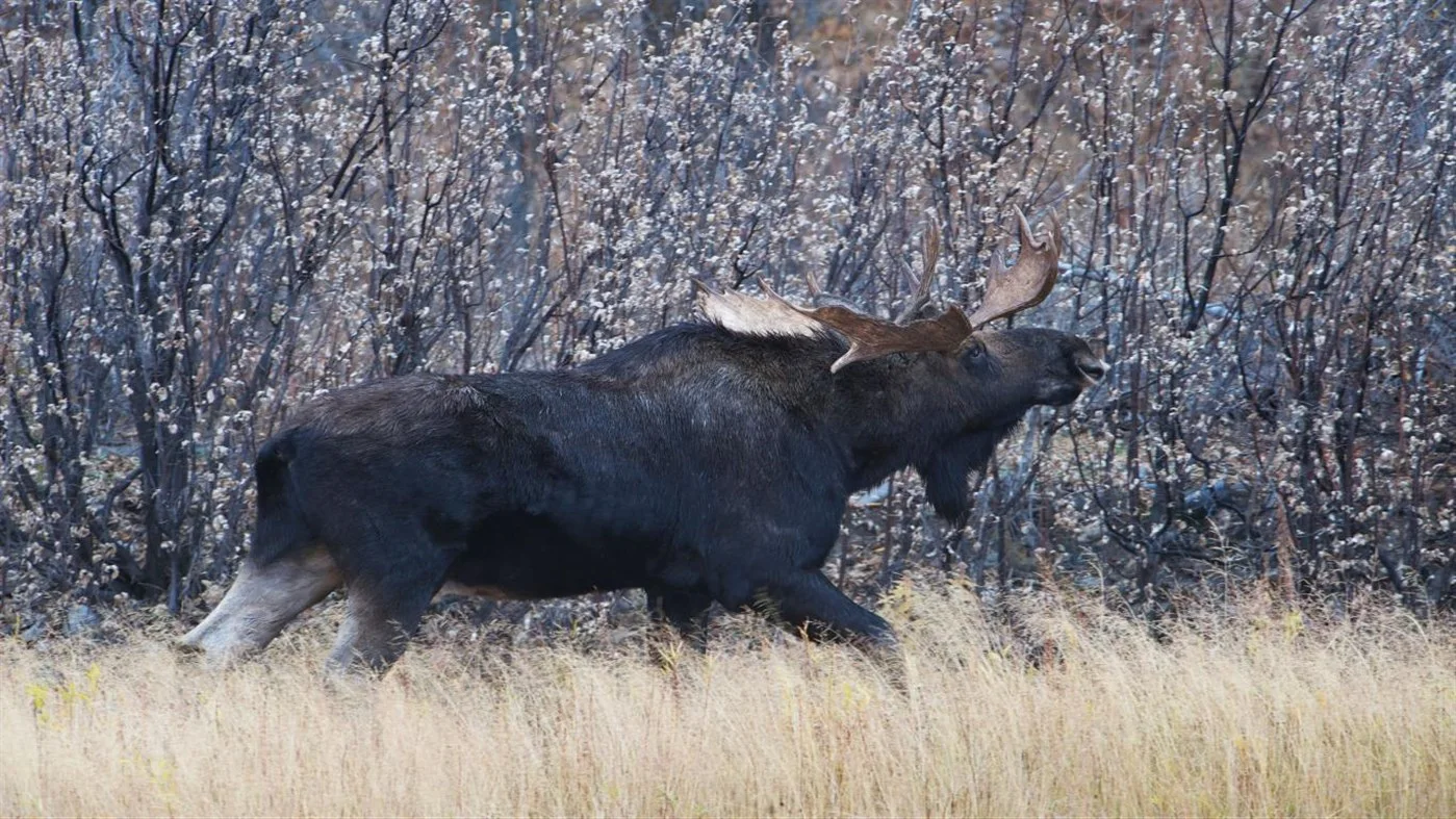 National Geographic Antlers in Autumn PREMIUM, Tema per Windows 10