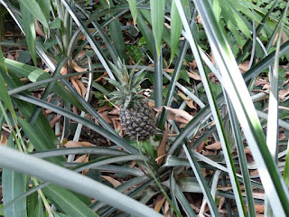 Ananas comosus - Bromelia ananas