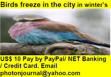 Birds freeze in the city in winter bird story book