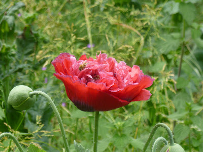 Photo of a Poppy and Bee, by Jim Fernbank