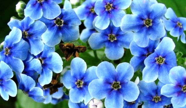 Blue Flower Names