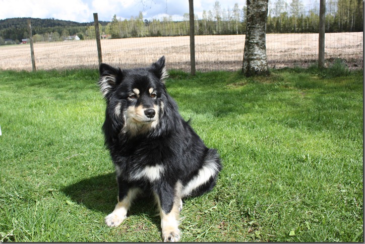 nannestadskatten 006