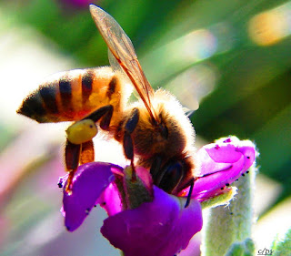 Biene, con ong, Bee, пчела, abeja, abeille, пчела, včela, mehiläinen, μέλισσα, ape, 蜂, abella, pčela, bitė, honingbij, bie, pszczoła, abelha, albină, пчела, 