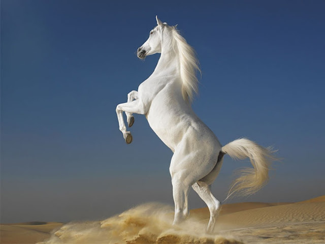 horse wallpapers HD