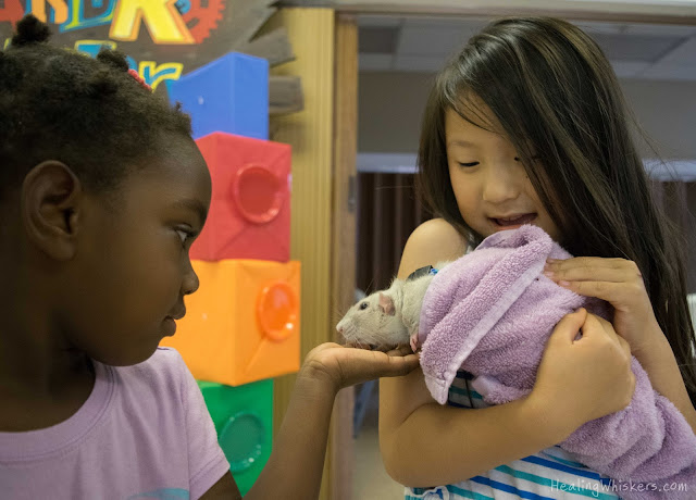 Oliver the Therapy Rat