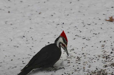 pileated woodpecker, ground feeding