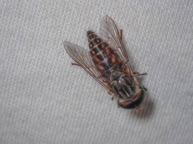 Tabanus glaucopis