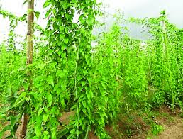 10 Types of Crops to Plant During Rainy Season