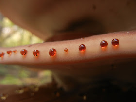 Resinous Polypore, (Ischnoderma resinosum) guttation droplets