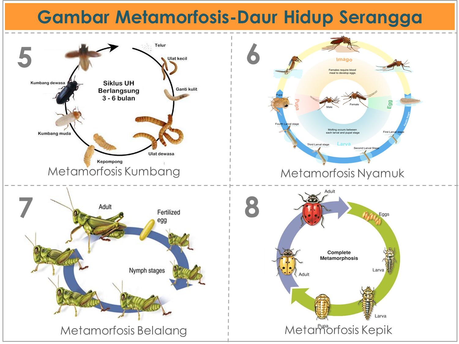 Contoh Explanation Text Metamorfosis Nyamuk Berita Jakarta