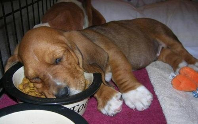 9 fotos de cachorros que dormiram na hora de comer