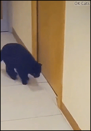 Funny Cat GIF • Clever mouse escapes to cat, hiding under him [ok-cats.com]
