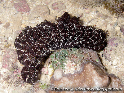 Feather star or crinoid