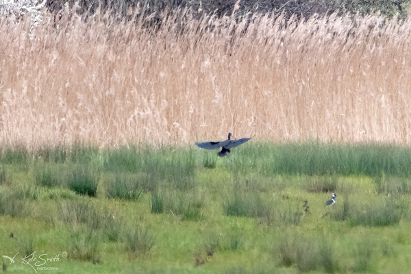 Glossy ibis