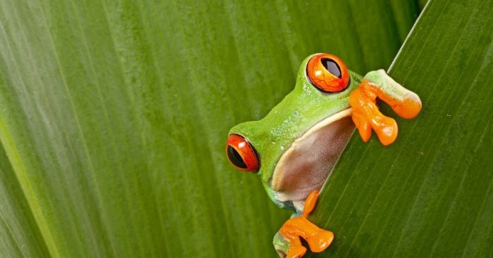 Apa Perbedaan Kodok dan Katak  Ini Jawabannya Naviri 