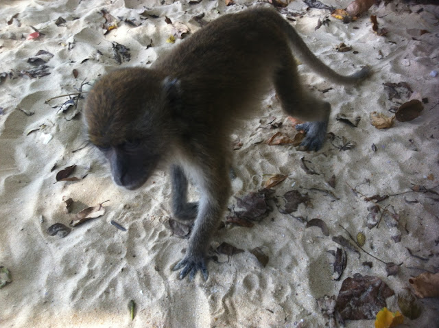 Monkey on Ao Nang beach, Krabi, Thailand