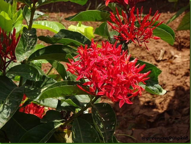 Flower6
