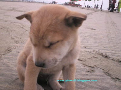 a dog in the Cox's Bazar sea beach,Bangladesh