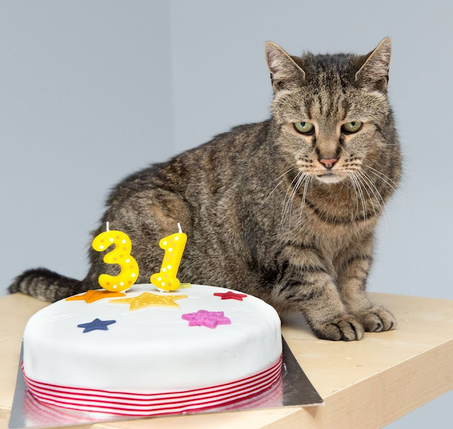 31-year-old Cat, Who Chose His Humans 26 Years Ago, is Still Going Strong