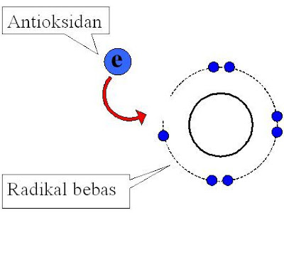 Cara antioksidan bertindak