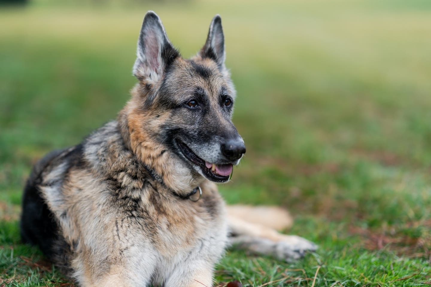 Murió "Champ", uno de los perros del Presidente de Estados Unidos, Joe Biden