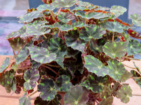 Philadelphia Flower Show 2019- Begonia