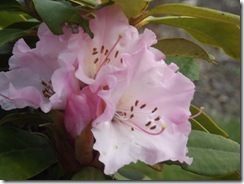 DSCF0406