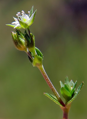 Sabline feuilles serpolet (Arenaria serpyllifolia)