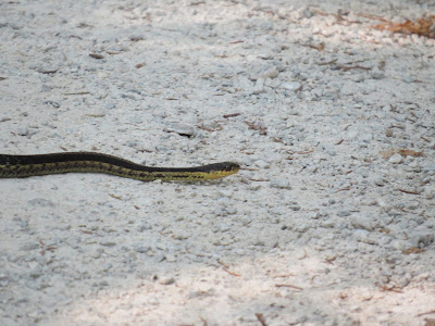 Snakes in Bruce Peninsula National Park.