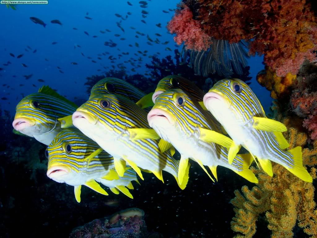 Seputar Dunia Perikanan Foto Dan Gambar Ikan Cantik Buat Wallpaper