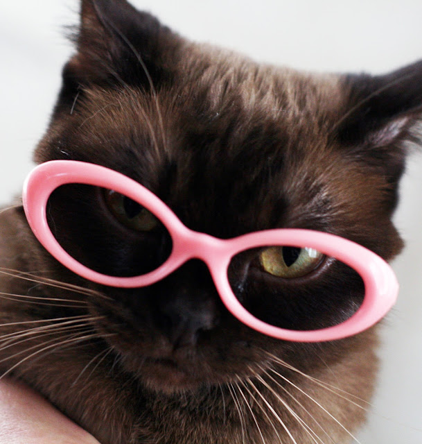 The latest in kitten eyeware. by shadow planet from flickr (CC-NC-ND)