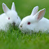 Süße Hasen Hintergrundbilder - Kaninchen Bilder Handy Kostenlos
