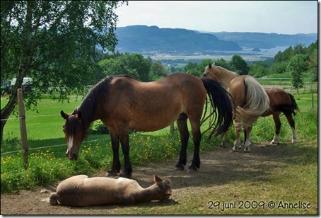 flokken_29juni_01