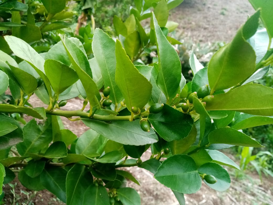 Injerto del limón persa