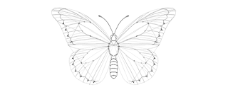 how-to-draw-butterfly-4-2