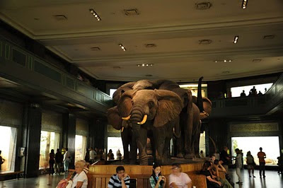 New York - American Museum of Natural History