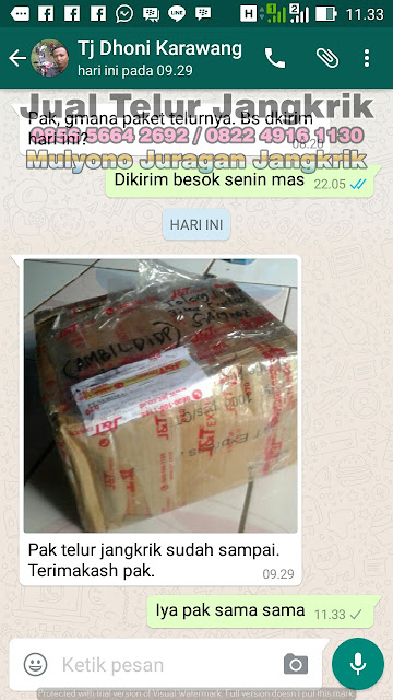 Part 5 Testimoni Jualtelurjangkrik.com Silahkan Beli Telur Jangkrik Disini