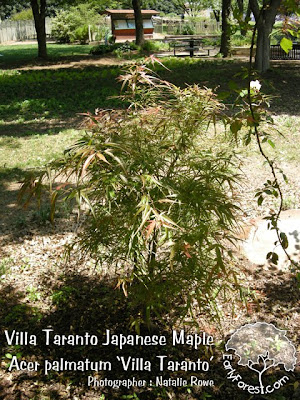 red japanese maple leaves. red japanese maple bonsai.