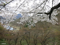 flowering plums, Japan